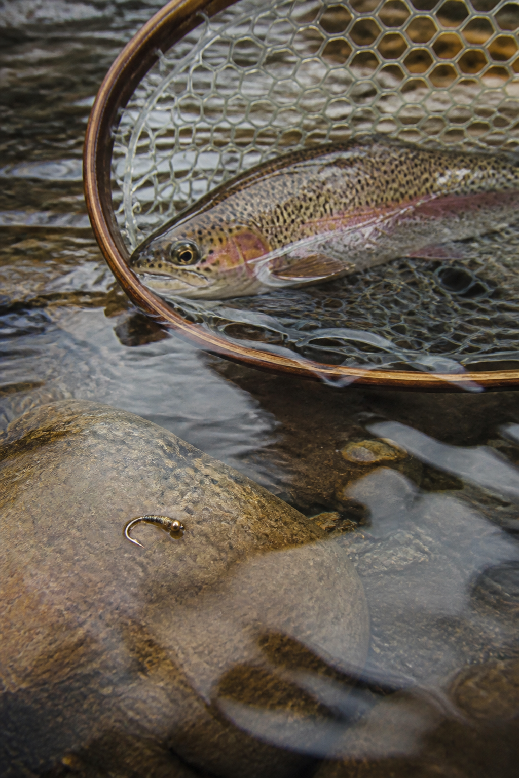 A barbless nymph hook beside a rubber mesh landing net holding a wild rainbow trout submerged in shallow river water