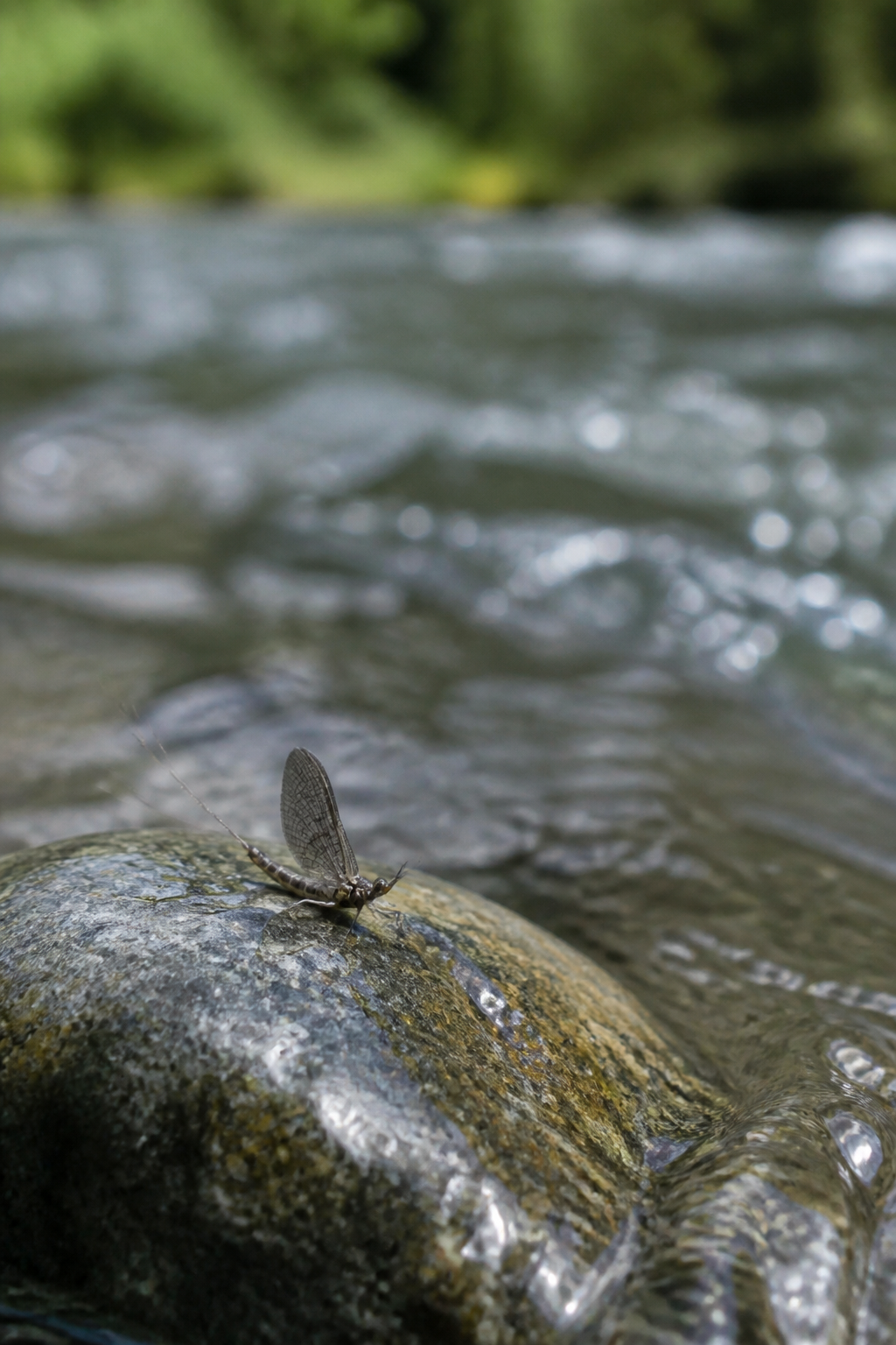 A small grey mayfly dun with upright wings resting on a wet river stone beside moving water
