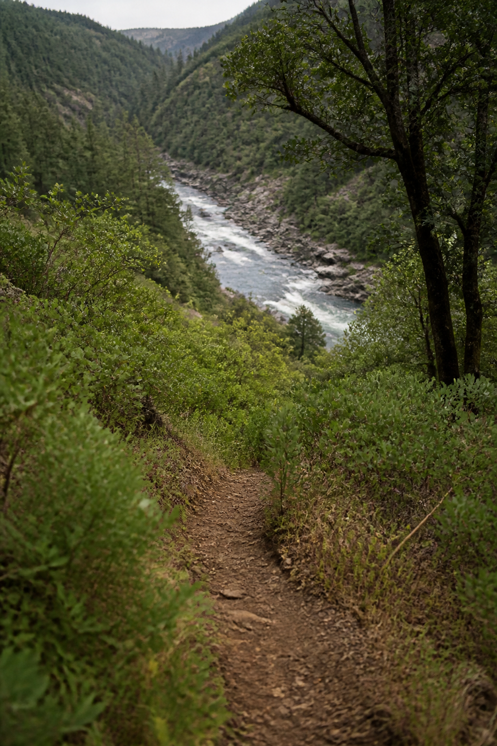 A narrow dirt footpath dropping through green brush and oaks toward the Upper Sacramento River in a steep canyon